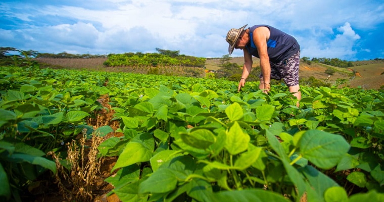 La UPRA adelanta la zonificación del cultivo de fríjol en Colombia