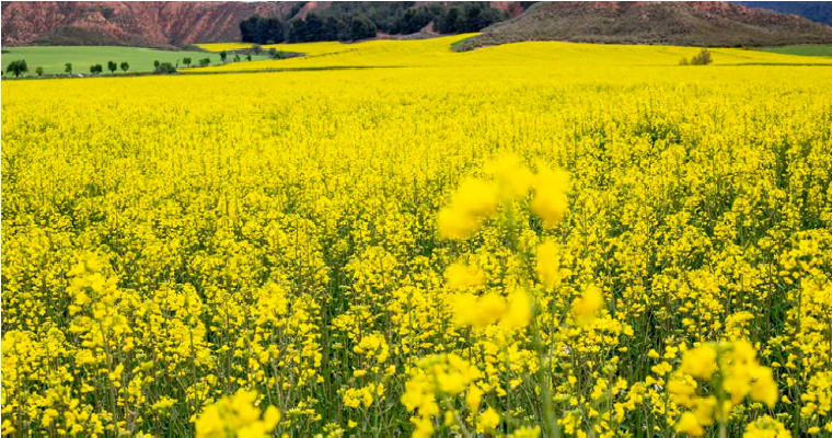 Lavanda, colza, cártamo... 10 cultivos que están creciendo