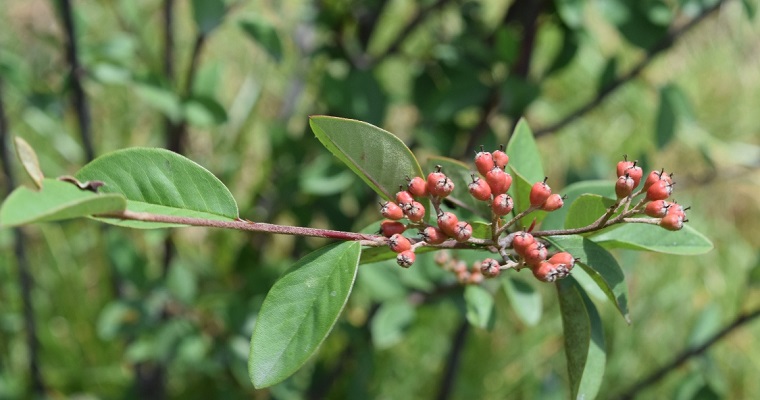 Nuevo manual revela el rol vital de árboles y arbustos en la ganadería del trópico alto