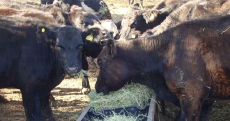 Nutra sus semovientes con alimentos no tradicionales