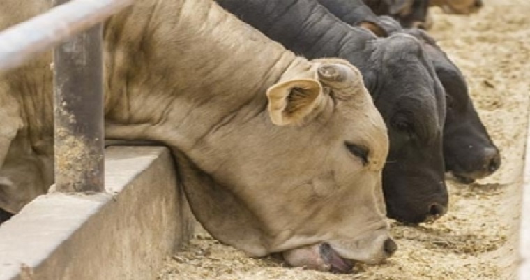 Macro, meso y micronutrientes en la nutrición del ganado