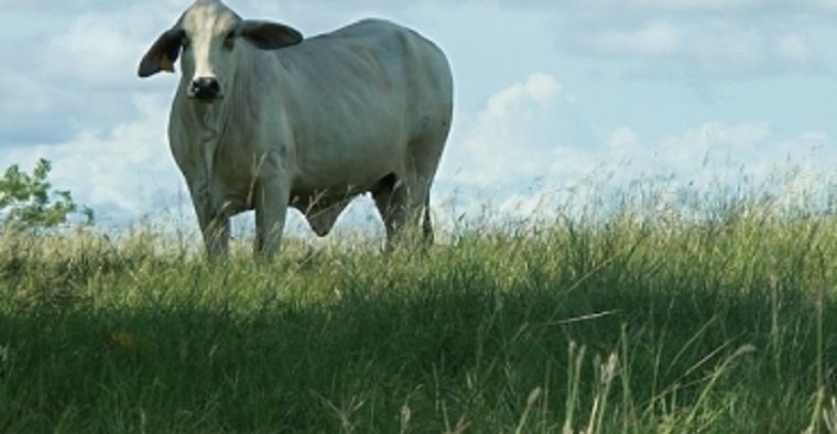 Los nutrientes del suelo N, P, K