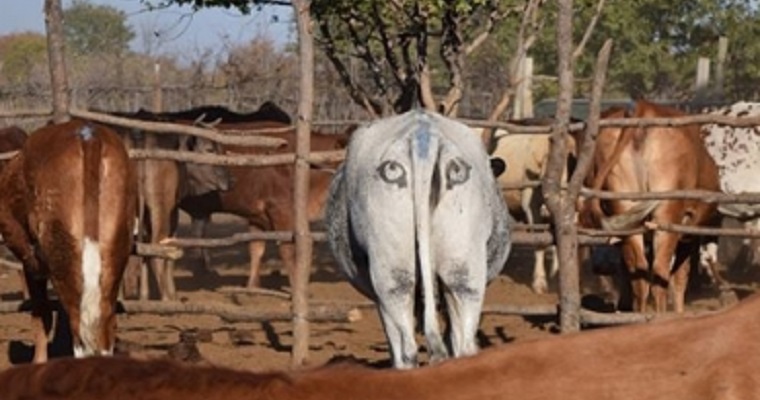 Pintar ojos en la parte trasera de las vacas puede salvarlas de los depredadores