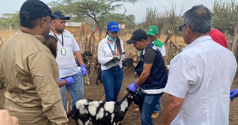 Avanzan estrategias para la salud de ovinos caprinos y humanos en comunidades indígenas wayú