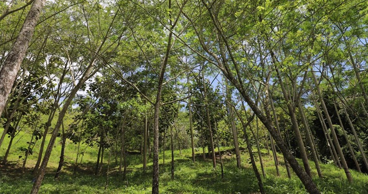 AGROSAVIA y la Gobernación de Santander unen fuerzas por la reforestación