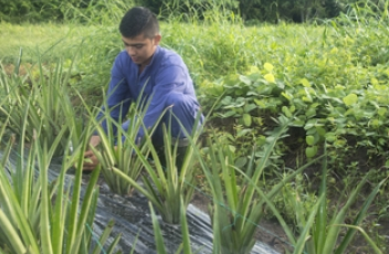 Control natural de plagas, una propuesta de estudiantes lasallistas