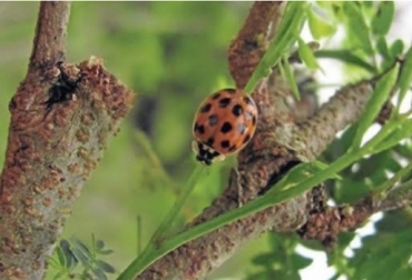 Organismos benéficos para regular insectos dañinos