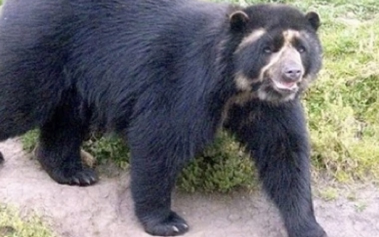 7 consejos para evitar los ataques del oso andino al ganado