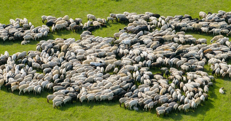 Antioquia, Cundinamarca y Boyacá, regiones con mejores prácticas de ganadería ovina