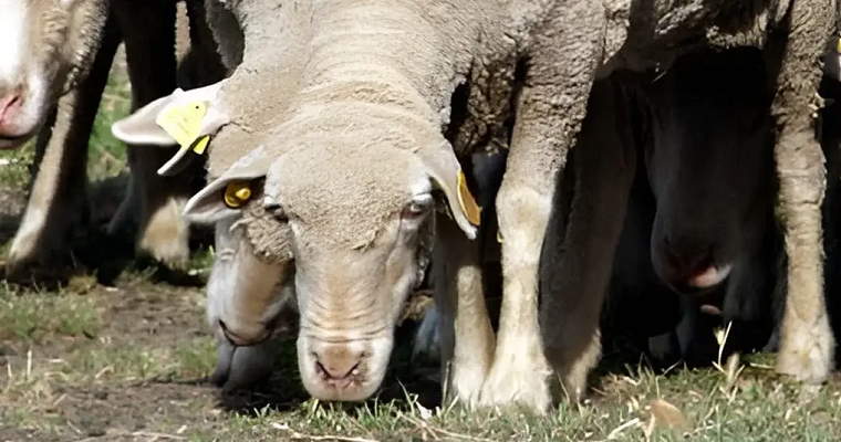¿Qué es la toxemia de gestación en ovejas?