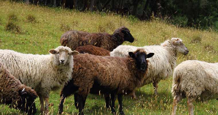 La lana de ovejo y el tejido del pensamiento
