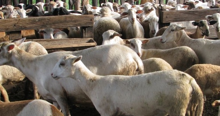 Recomendaciones tecnológicas para la producción de ovinos de carne en el Caribe: reciente producción editorial de AGROSAVIA