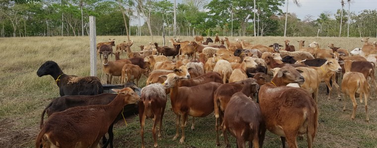 AGROSAVIA lidera investigaciones en el Caribe Húmedo para mejorar el bienestar de los ovinos y la calidad del producto final