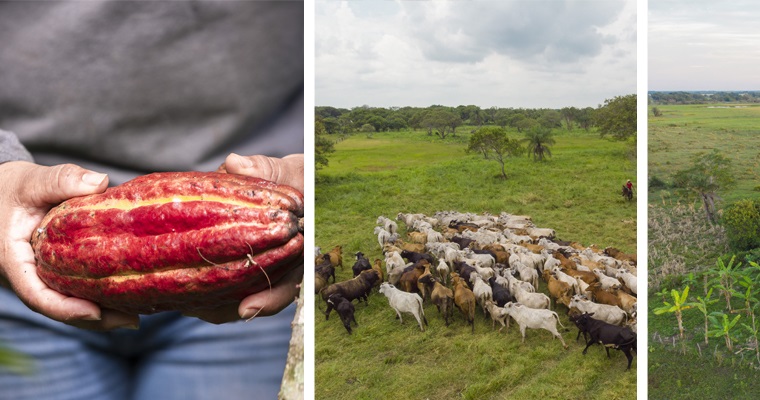 La gestión sostenible de los territorios, eje de la planificación rural agropecuaria: Proyecto Biocarbono Orinoquia