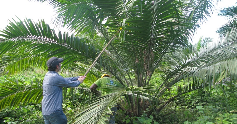 Investigadores de AGROSAVIA publican artículo científico sobre selección genómica en palma de aceite