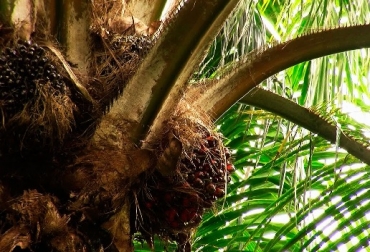 Gran preocupación de los palmeros por avance de la Pudrición del Cogollo