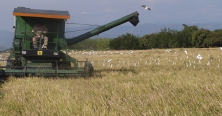 Fedearroz proyecta que cosecha de arroz será igual a otros años a pesar de la pandemia