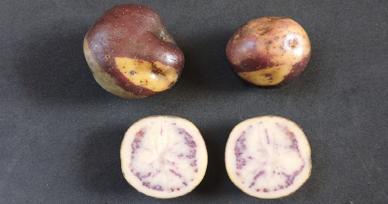 Papa con potencia antioxidante, un producto más nutritivo y nuevos mercados para los papicultores