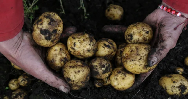 Las especies de papa nativa que se siembran en cauca que contienen más nutrientes