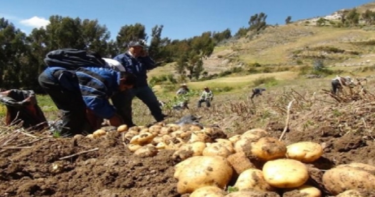 Boyacá pide protección a productores ante ingreso de papa congelada sin aranceles