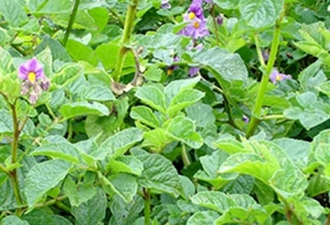 Ecuador reporta presencia de la enfermedad "punta morada de la papa"