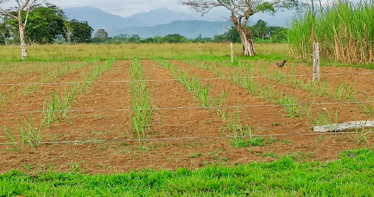 Producir semilla de caña de alta Calidad: un propósito de la parcela de aprendizaje instalada con productores de ASOPANELA en Caquetá