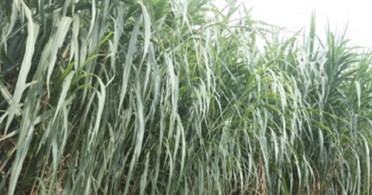 Cuba 22, un pasto recomendado para lechería y doble propósito