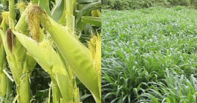 ¿Cuál es la rentabilidad de asociar ensilaje de maíz con leguminosas en un SSP en los Llanos?