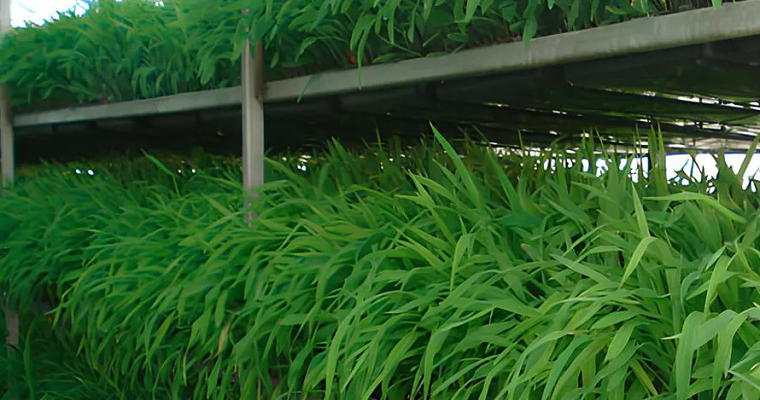 ¿Cuánto forraje verde hidropónico consume una vaca?