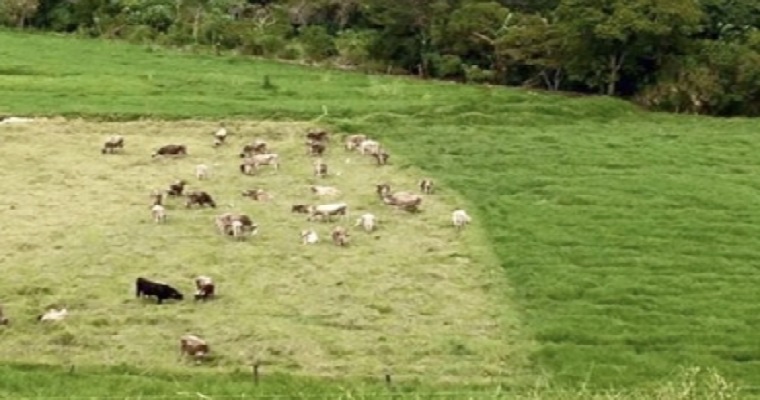 10 razones por las cuales vale la pena hacer Pastoreo Racional Voisin