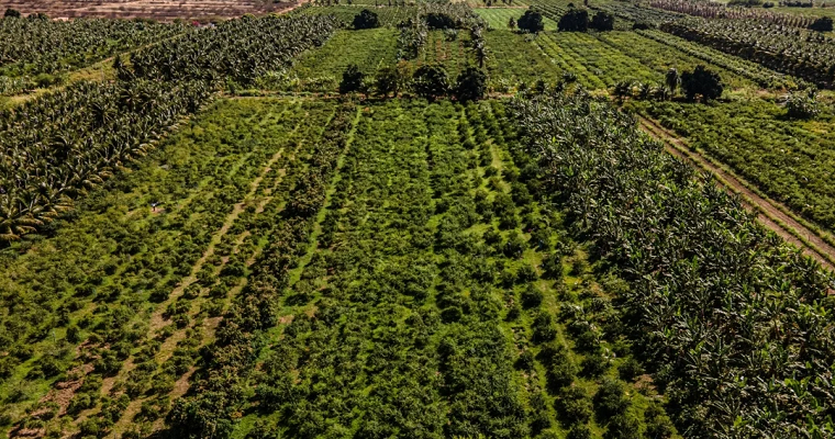 3 pastos ideales para ganadería en climas de trópico bajo