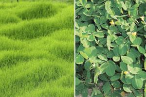 5 soluciones para reducir la emisión de metano en ganaderías