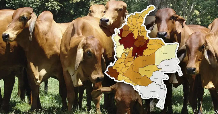 Conozca cómo está distribuido el inventario pecuario de Colombia