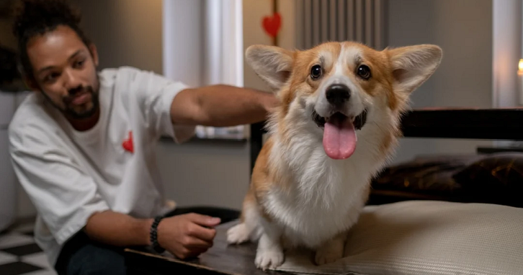 Como aliviar los nervios y miedos en las mascotas cuando se presentan fuertes lluvias