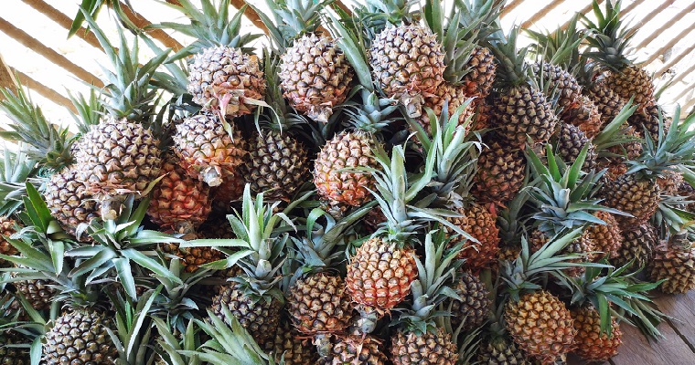 AGROSAVIA identifica nuevos cultivares de piña para el mercado y la agroindustria colombiana