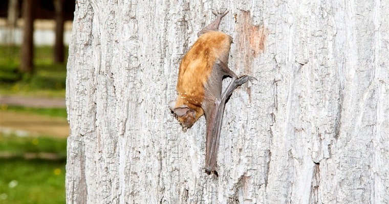 Registran el vuelo de murciélago más largo de la historia: 2.400 kilómetros, de Rusia hasta los Alpes
