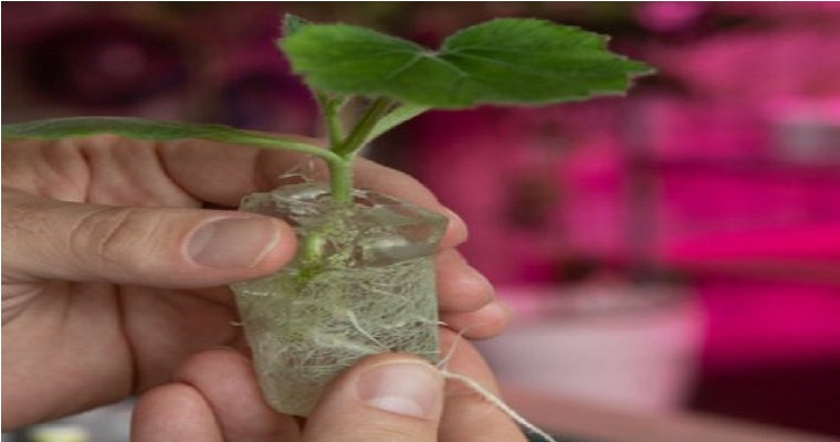 Plantas autónomas de crecimiento propio que solo necesitan ser regadas una o dos veces al año