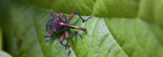 Plagas que dañan el fruto de aguacate Hass se pueden monitorear