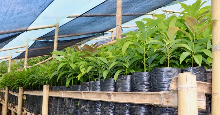 AGROSAVIA fortalece capacidades de los agricultores en la producción de semilla de aguacate con atributos de calidad