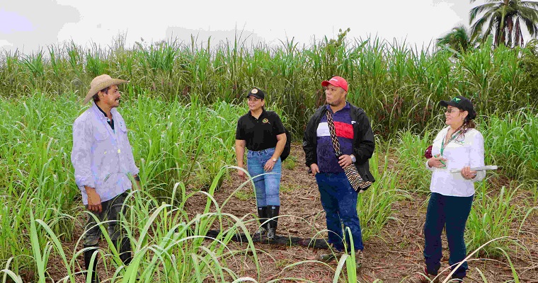 AGROSAVIA fortalece sistemas locales de producción de semilla de calidad de pequeños productores paneleros en Caquetá