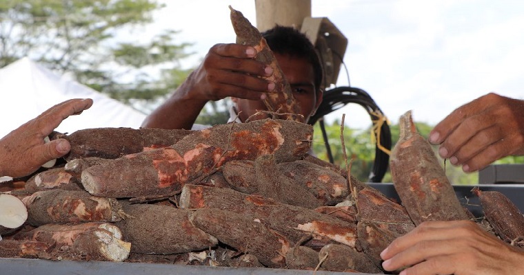 El Ministerio de Agricultura y Desarrollo Rural, en convenio con AGROSAVIA, abre la convocatoria para organizaciones y productores de yuca para hacer parte del Plan Yuca País - Fase II