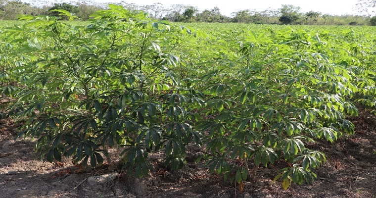 ¡Atención! En respuesta al interés por participar en el Plan Yuca País fase I, se amplía el plazo y se facilita el proceso de inscripción