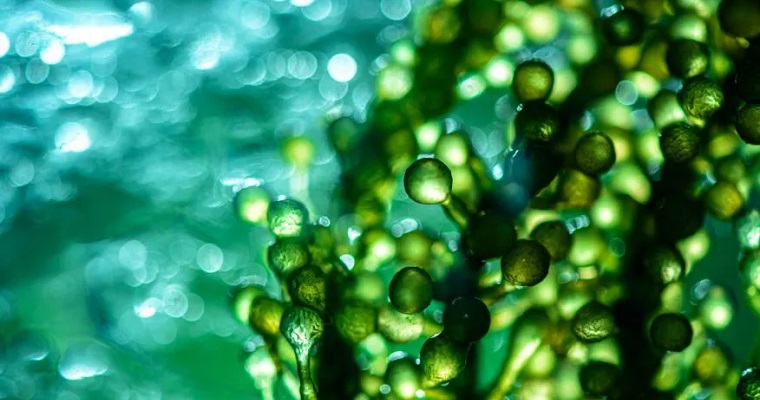 El invento que podría jubilar a las farolas: científicos del MIT consiguen crear plantas capaces de brillar en la oscuridad