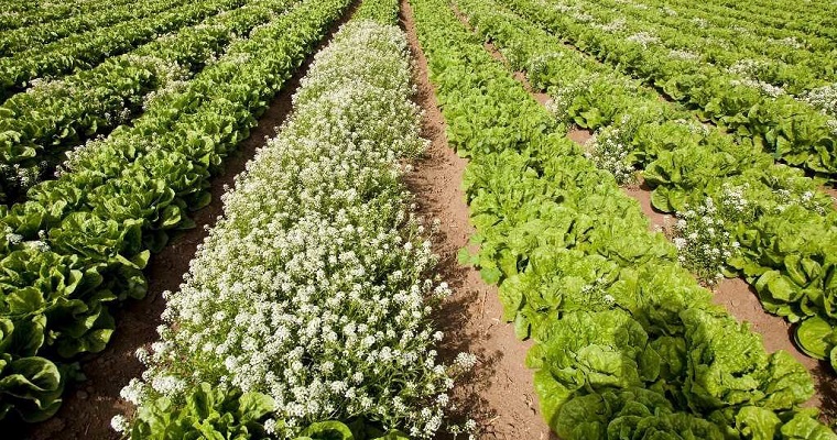 Aliso, la planta que se usa para “evitar fitosanitarios” en cultivos hortícolas