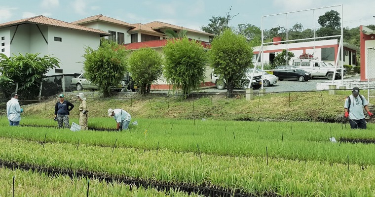 Plantas germinadas de caña de azúcar para la producción de panela, un aliado para los productores
