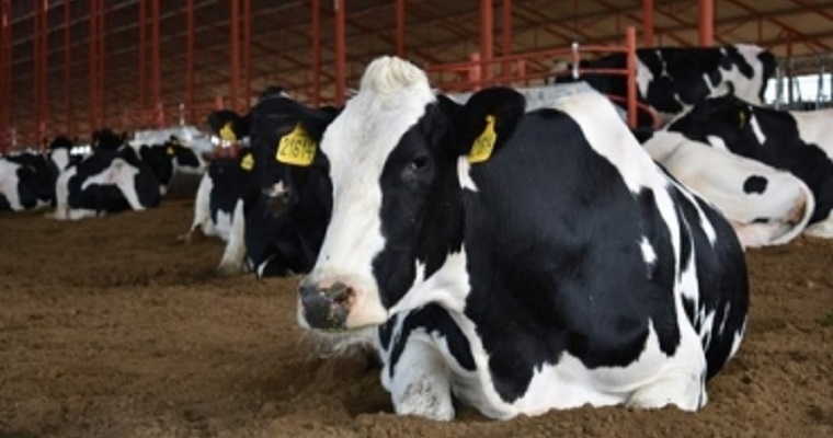 ¿Las vacas ayudarían a tratar COVID-19 en humanos?