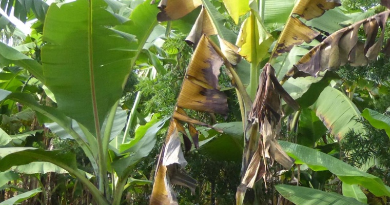Los investigadores muestran las consecuencias de la inacción sobre la devastadora enfermedad del banano