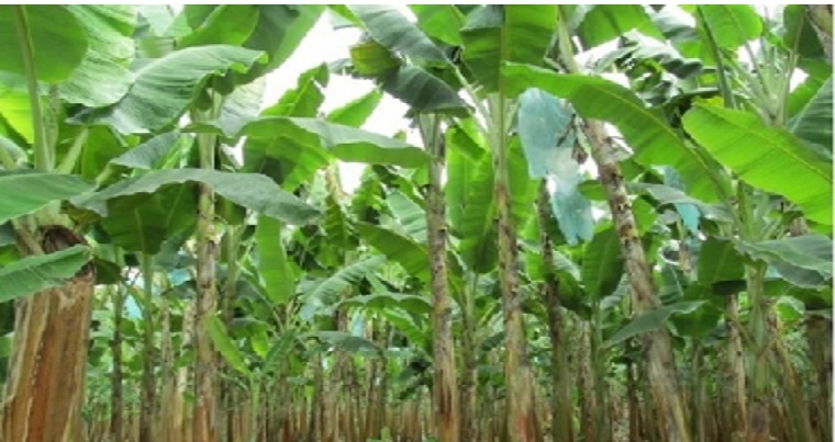 Las lecciones del III Foro departamental del Cultivo de plátano