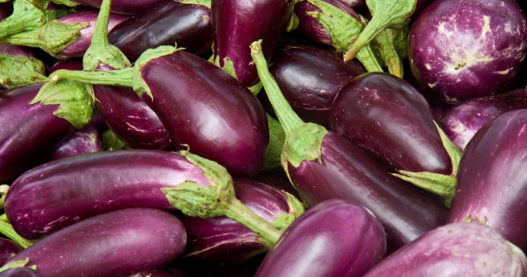 MADR y AGROSAVIA apoyarán con semilla de berenjena a familias productoras rurales