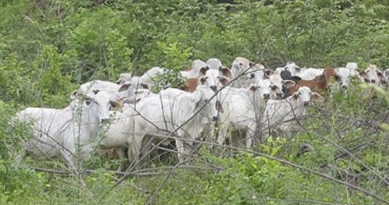 Así han evolucionado las políticas públicas para la ganadería en Colombia